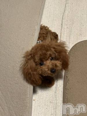 上越デリヘル HONEY(ハニー) なほみ(42)の2月1日写メブログ「大寒波* ◌‎ ̥*☃️❄️🌬☃️🌬❄️🐕🐾」