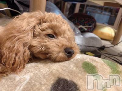 上越デリヘル HONEY(ハニー) なほみ(42)の4月1日写メブログ「クレームに関してのお願い🙏」