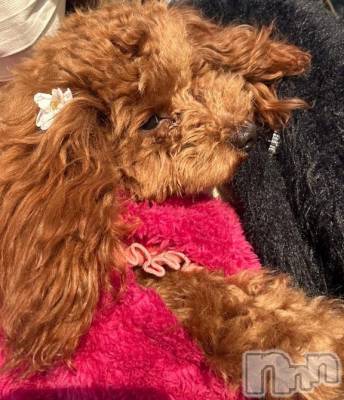 上越デリヘル HONEY(ハニー) なほみ(42)の4月9日写メブログ「ポカポカ☺️🔆」