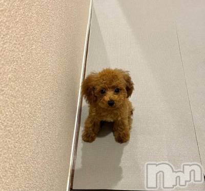 上越デリヘル HONEY(ハニー) なほみ(42)の9月26日写メブログ「15:00はムリだー💦」