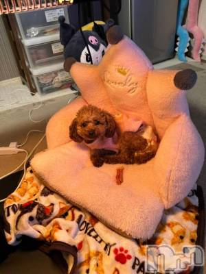 上越デリヘル HONEY(ハニー) なほみ(42)の3月6日写メブログ「しまい忘れ」