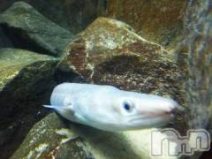 上越デリヘルHONEY(ハニー) みかこ(42)の10月23日写メブログ「お礼です！」