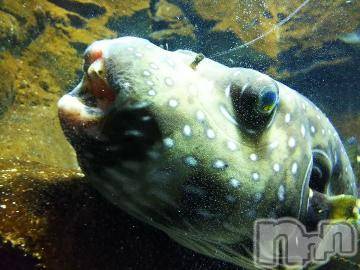 上越デリヘル HONEY(ハニー) みかこ(42)の6月1日写メブログ「指令２。」