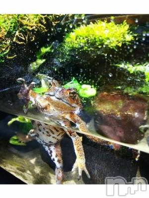 上越デリヘル HONEY(ハニー) みかこ(42)の7月16日写メブログ「ありがちゅ♪」