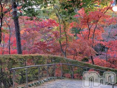 上越デリヘル らぶ妻　～新潟の人妻が集う店～(ラブツマ) 綺麗　浅見さやか(43)の11月20日写メブログ「秋を満喫中！」