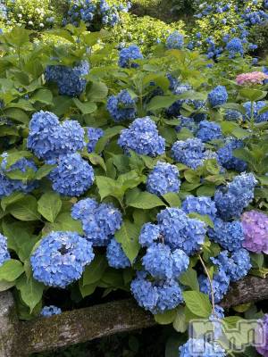 上越デリヘル らぶ妻　～新潟の人妻が集う店～(ラブツマ) 綺麗　浅見さやか(43)の7月4日写メブログ「癒しの一時」