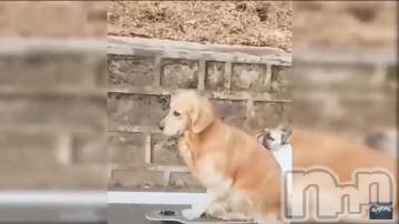 新潟デリヘル五十路マダム新潟店(カサブランカグループ)(イソジマダムニイガタテン)明智由奈(50)の2020年6月2日写メブログ「出勤します」