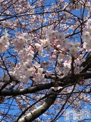 新潟デリヘル 五十路マダム新潟店(カサブランカグループ)(イソジマダムニイガタテン) 明智由奈(50)の4月10日写メブログ「春ですね」