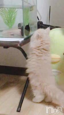 Ѥ󤬵ˤʤͥå