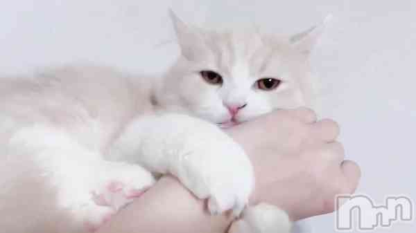 Ρ֥ͥ󤬲İ&#x1F408;