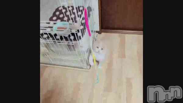 &#x1F408;&#x1F49C;