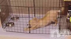 新潟ソープ新潟バニーコレクション(ニイガタバニーコレクション) アイミ(23)の1月22日動画「負けじと🫢💗」