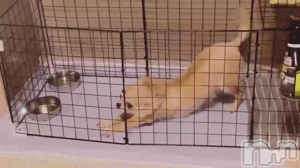 新潟ソープ新潟バニーコレクション(ニイガタバニーコレクション) アイミ(23)の1月22日動画「」