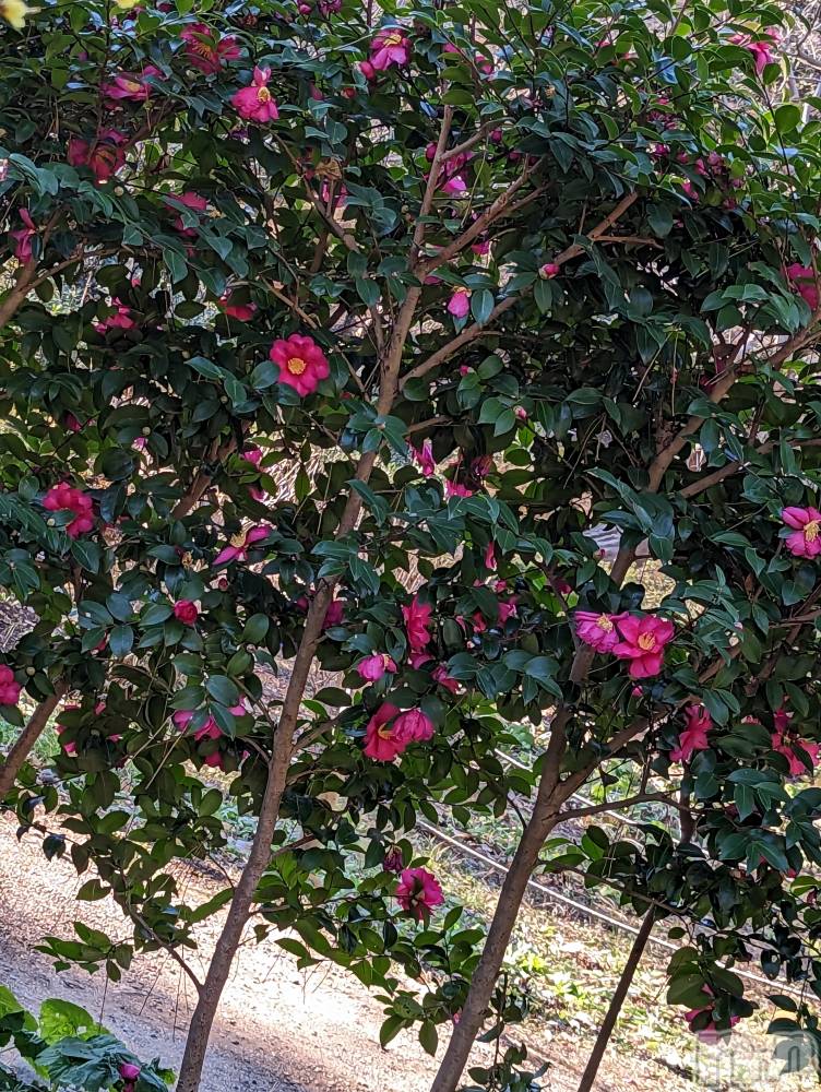 松本発デリヘルELYSION （エリシオン）(エリシオン) 紫音 shion(27)の3月25日写メブログ「紫音です」