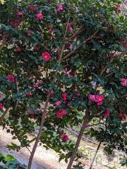 松本発デリヘルELYSION （エリシオン）(エリシオン) 紫音 shion(27)の3月25日写メブログ「紫音です」