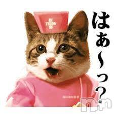 新潟デリヘル(エース)の2020年9月20日お店速報「人肌恋しくて猫飼った！！！！！！」