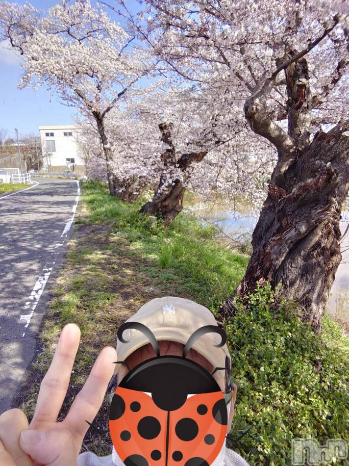 新潟デリヘル(エース)の2024年4月10日お店速報「ハレンチストリートは、花満開です！！！」