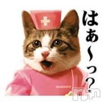 新潟デリヘル A(エース)の9月20日お店速報「人肌恋しくて猫飼った！！！！！！」