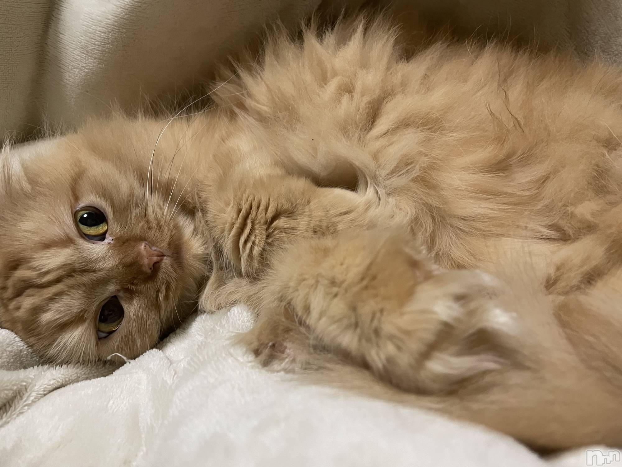 Х顦Armada(ޡ) 2025ǯ512̥֥🐱🐱🐱
