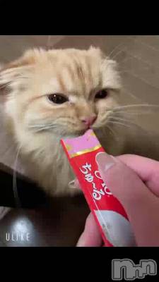 🐈
