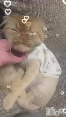 🐱