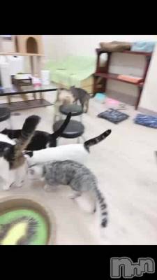 ̴🐈