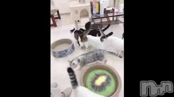 ̴&#x1F408;