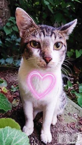 新潟デリヘル五十路マダム新潟店(カサブランカグループ)(イソジマダムニイガタテン) 秋山ともみ(47)の8月25日写メブログ「ありがとうございました?」