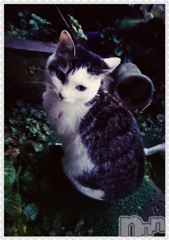 新潟デリヘル五十路マダム新潟店(カサブランカグループ)(イソジマダムニイガタテン) 秋山ともみ(47)の12月14日写メブログ「お詫び」