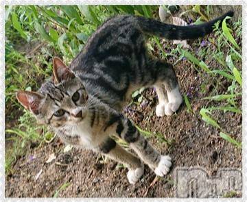 新潟デリヘル五十路マダム新潟店(カサブランカグループ)(イソジマダムニイガタテン) 秋山ともみ(47)の8月14日写メブログ「お詫び」