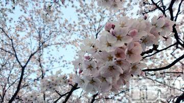 新潟デリヘル五十路マダム新潟店(カサブランカグループ)(イソジマダムニイガタテン) 秋山ともみ(47)の4月8日写メブログ「ありがとうございました☆」