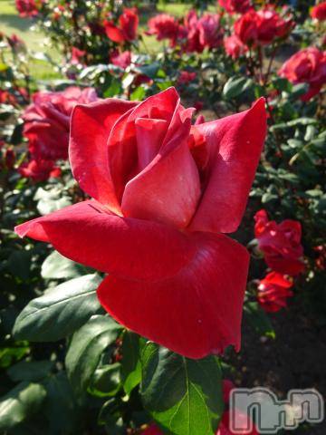 新潟デリヘル五十路マダム新潟店(カサブランカグループ)(イソジマダムニイガタテン) 秋山ともみ(47)の5月6日写メブログ「おはようございます☆」