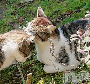 新潟デリヘル 五十路マダム新潟店(カサブランカグループ)(イソジマダムニイガタテン) 秋山ともみ(47)の8月10日写メブログ「ねこちゃん」