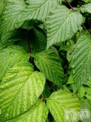 新潟デリヘル 五十路マダム新潟店(カサブランカグループ)(イソジマダムニイガタテン) 秋山ともみ(47)の8月21日写メブログ「雨に濡れた葉っぱ」