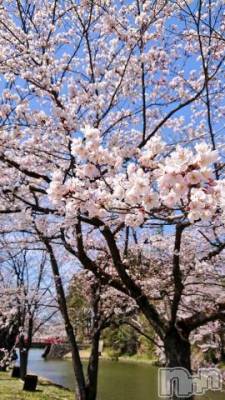 新潟デリヘル 五十路マダム新潟店(カサブランカグループ)(イソジマダムニイガタテン) 秋山ともみ(47)の3月13日写メブログ「お花見したい！」