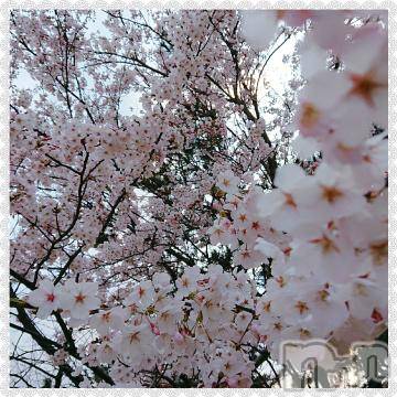 新潟デリヘル 五十路マダム新潟店(カサブランカグループ)(イソジマダムニイガタテン) 秋山ともみ(47)の4月7日写メブログ「桜、見れました☆」