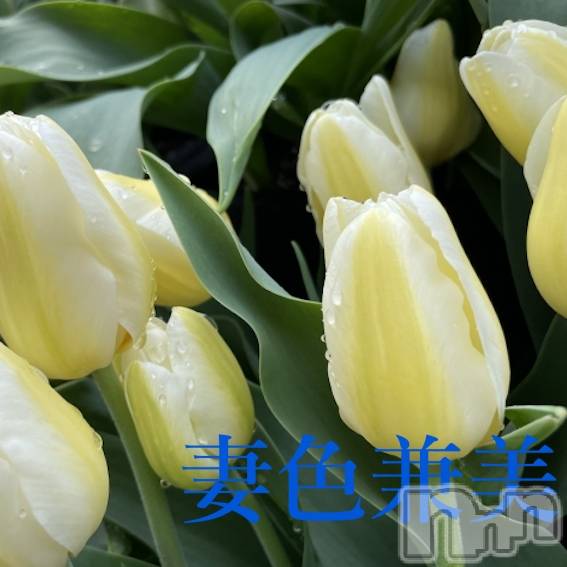 新潟メンズエステ(サイショクケンビ　ニイガタチュウオウテン)の2025年4月22日お店速報「Spring fever🌷」