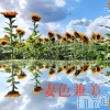 㡦ȯĥꥢ󥺥 ʿ Ź   (祯ӡ˥奦ƥ)824Ź®End of summer days👒
