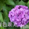 㡦ȯĥꥢ󥺥 ʿ Ź   (祯ӡ˥奦ƥ)620Ź®Rainy season☂️