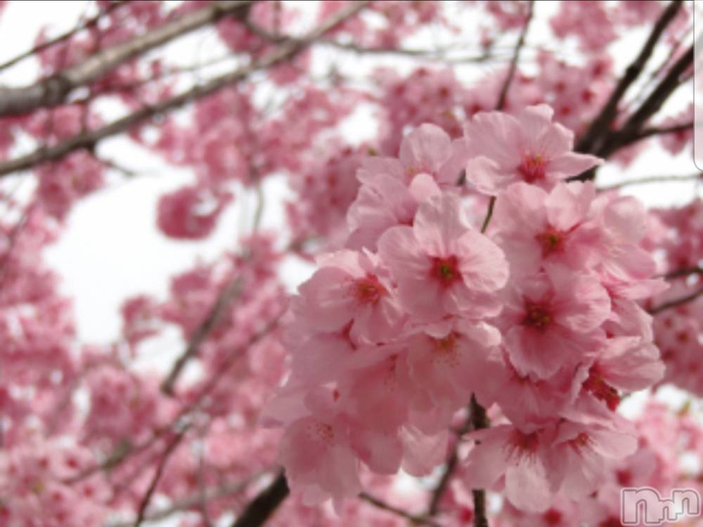 㡦ȯĥꥢ󥺥ƺʿ Ź   (祯ӡ˥奦ƥ) SPбġۤ317̥֥