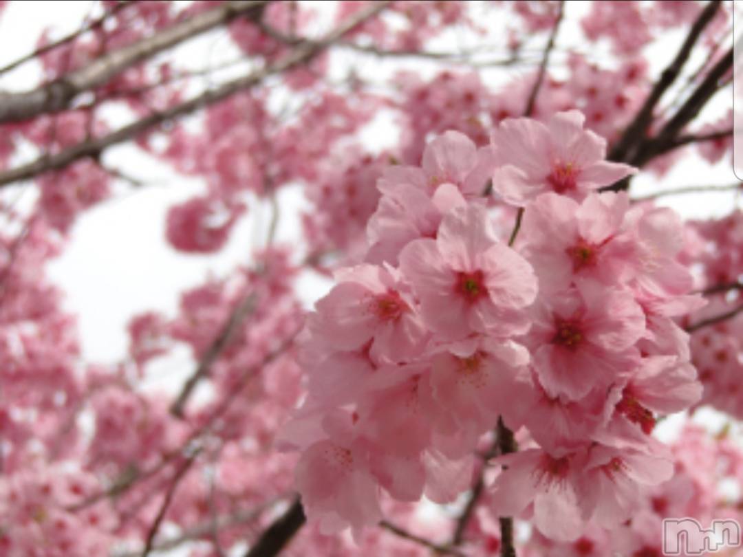 㡦ȯĥꥢ󥺥ƺʿ Ź   (祯ӡ˥奦ƥ) 2020ǯ317̥֥