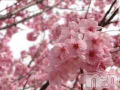 新潟メンズエステ妻色兼美 新潟中央店   (サイショクケンビ　ニイガタチュウオウテン) さくら【SP対応可】(39)の3月17日写メブログ「満開」