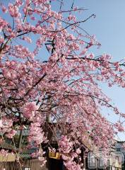 新潟メンズエステ妻色兼美 新潟中央店   (サイショクケンビ　ニイガタチュウオウテン) さくら【SP対応可】(39)の4月2日写メブログ「もう～」