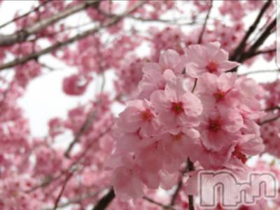 㡦ȯĥꥢ󥺥ƺʿ Ź   (祯ӡ˥奦ƥ) SPбġ(38)317̥֥