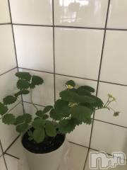 新潟メンズエステ妻色兼美 新潟中央店   (サイショクケンビ　ニイガタチュウオウテン) まいか【SP対応可】(42)の2月2日写メブログ「イチゴ育て始めました(๑╹ω╹๑ )♡」