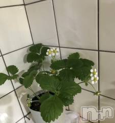 新潟メンズエステ妻色兼美 新潟中央店   (サイショクケンビ　ニイガタチュウオウテン) まいか【SP対応可】(42)の2月5日写メブログ「いちご日記始めました。」