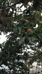 新潟メンズエステ妻色兼美 新潟中央店   (サイショクケンビ　ニイガタチュウオウテン) まいか【SP対応可】(42)の10月30日動画「違うんだよ。。」