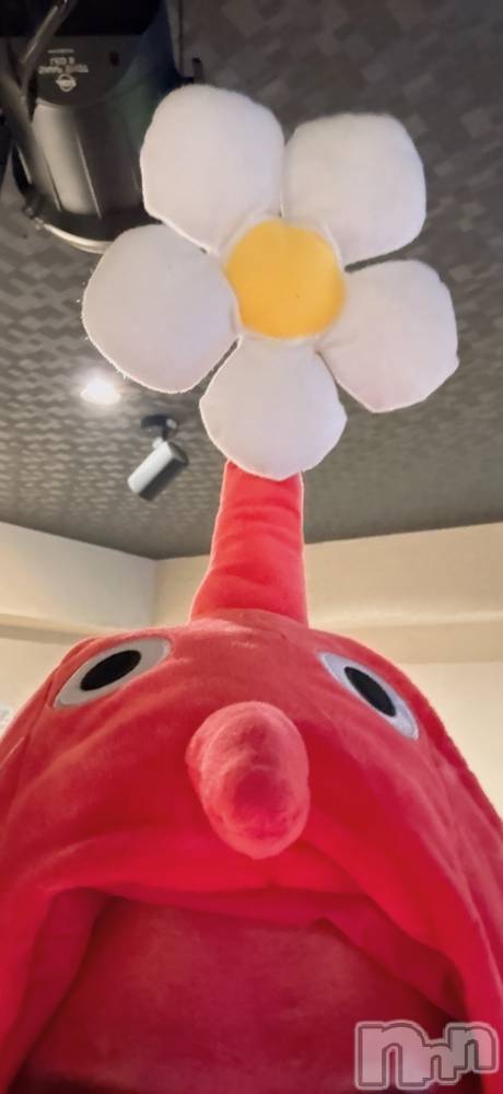 ĮۥȡܡСA151(ݥ) ä1031̥֥֤Ϥʡ