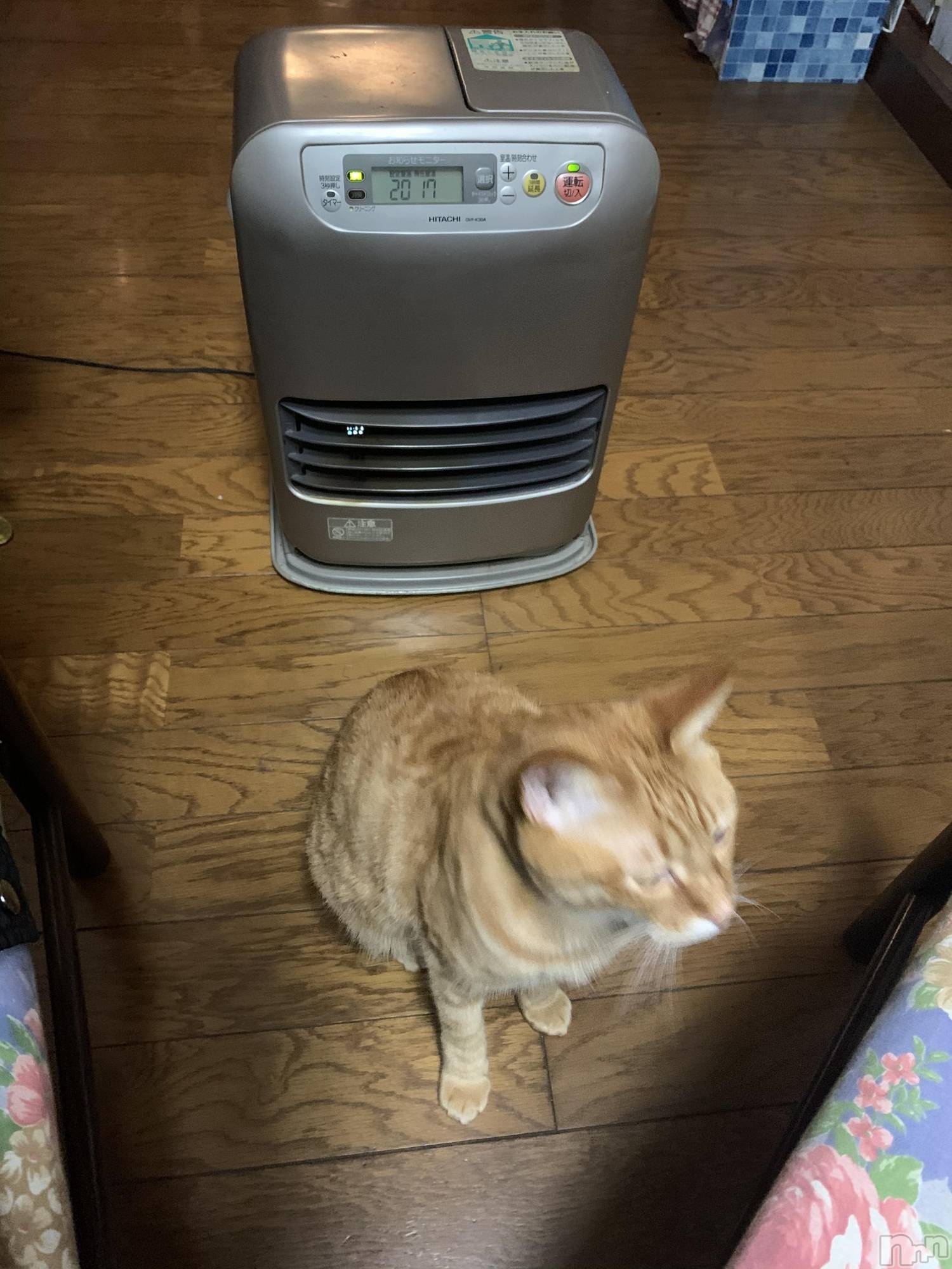 ĮۥȡܡСA151(ݥ) 2019ǯ1220̥֥㡹ݤ