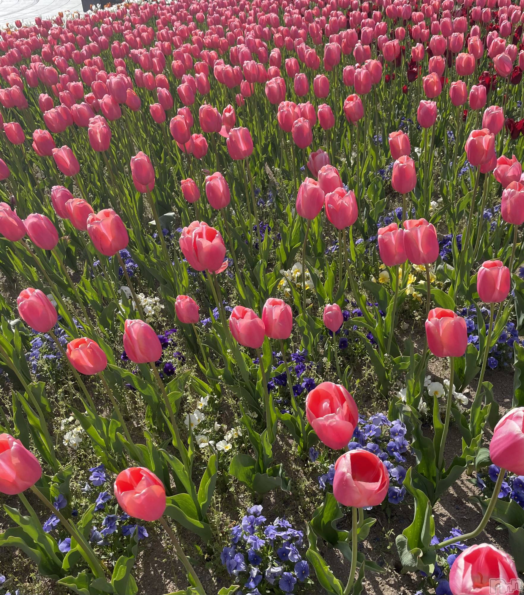 ʥå륺СʥåBar Peace(ʥåС ԡ) 2021ǯ515̥֥🌷